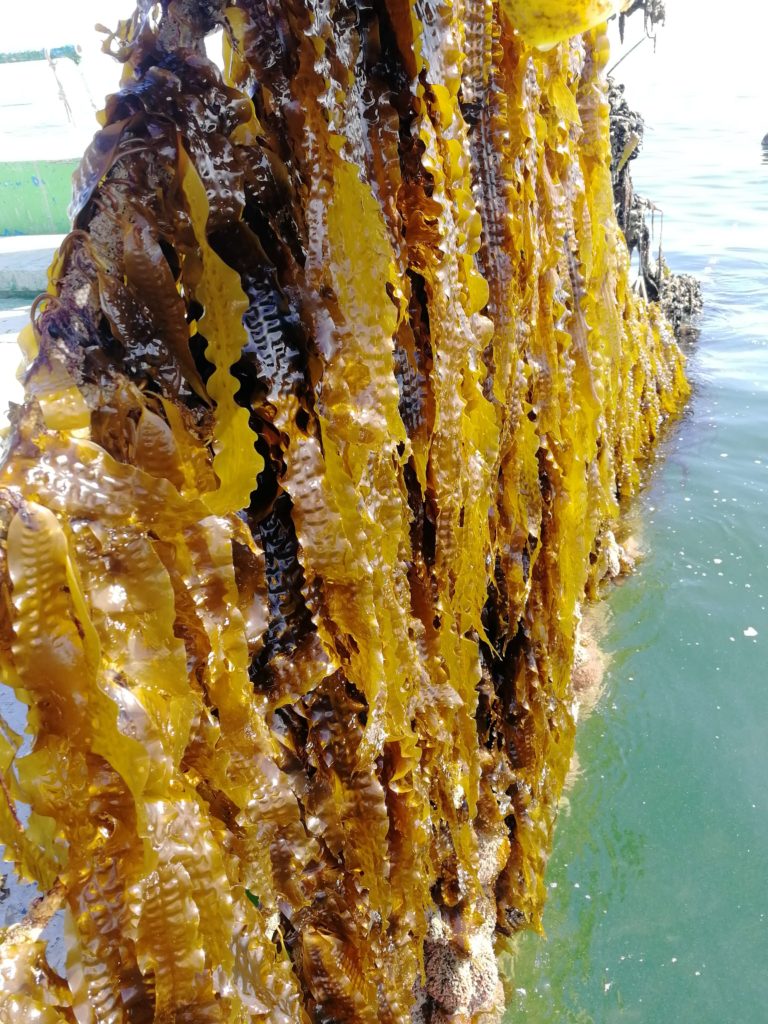 Seaweed Ultfarms