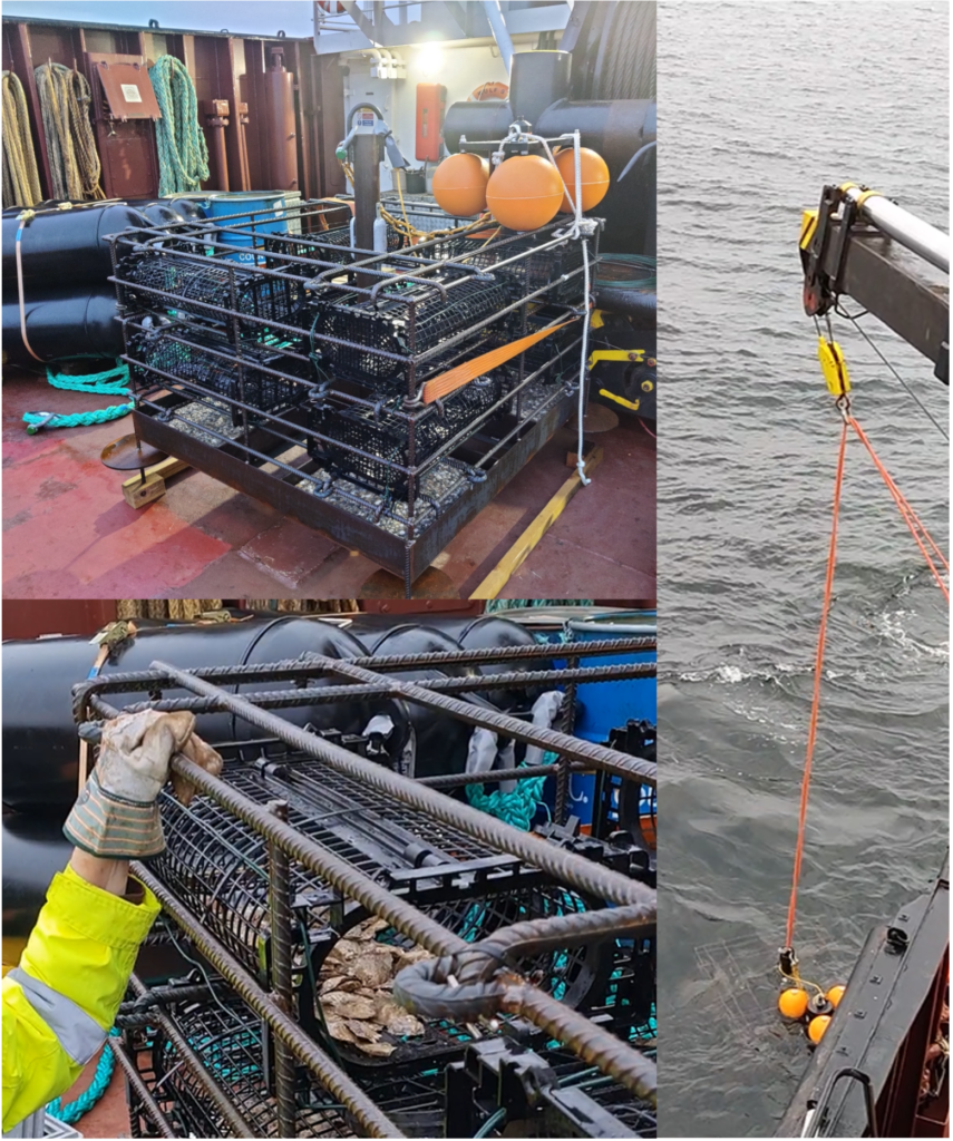 oysters ultfarms